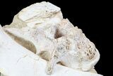 Fossil Crocodile Scute, Vertebra & Bones In Rock #78098-5